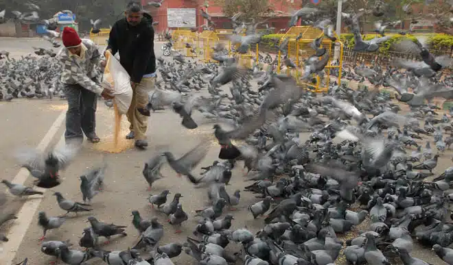 What Is a Group of Pigeons Called? The Answer Might Surprise You!