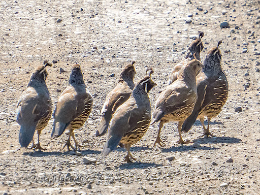 What Is a Group of Quail Called?