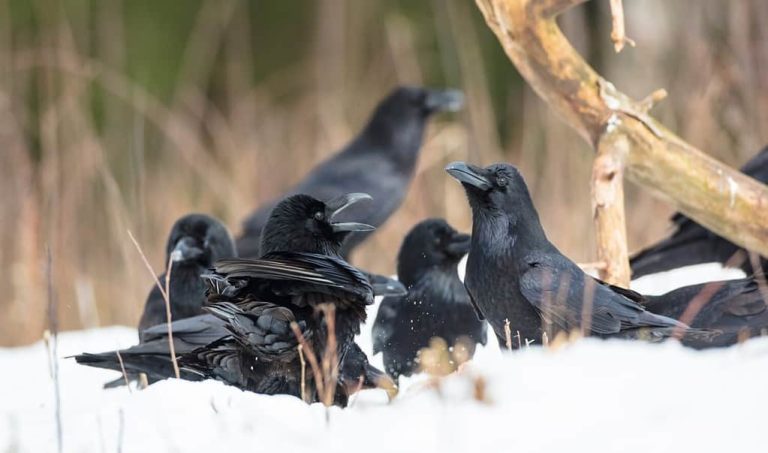 What Is a Group of Ravens Called