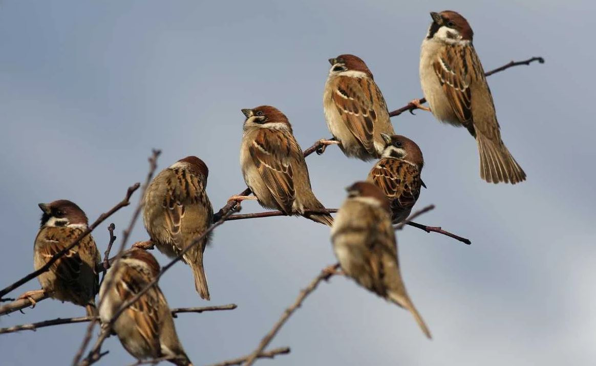 What Is a Group of Sparrows Called? Discover the Charm Behind the Names!
