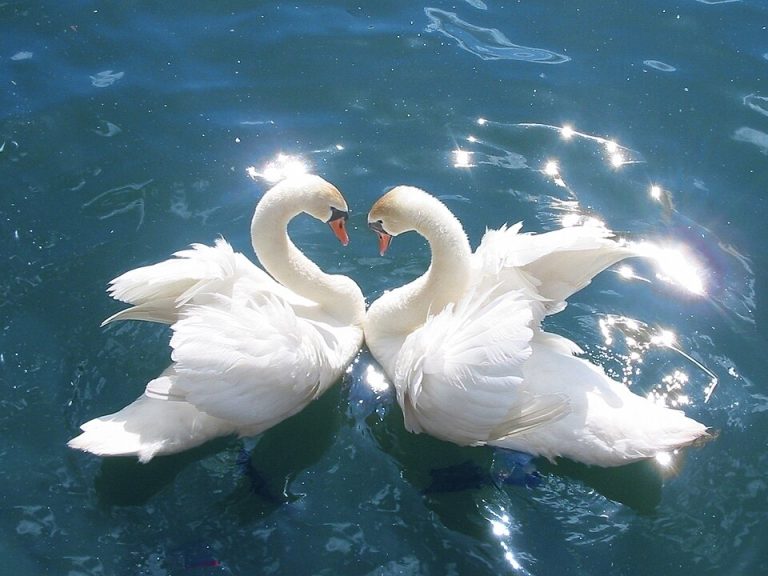 What Is a Group of Swans Called?