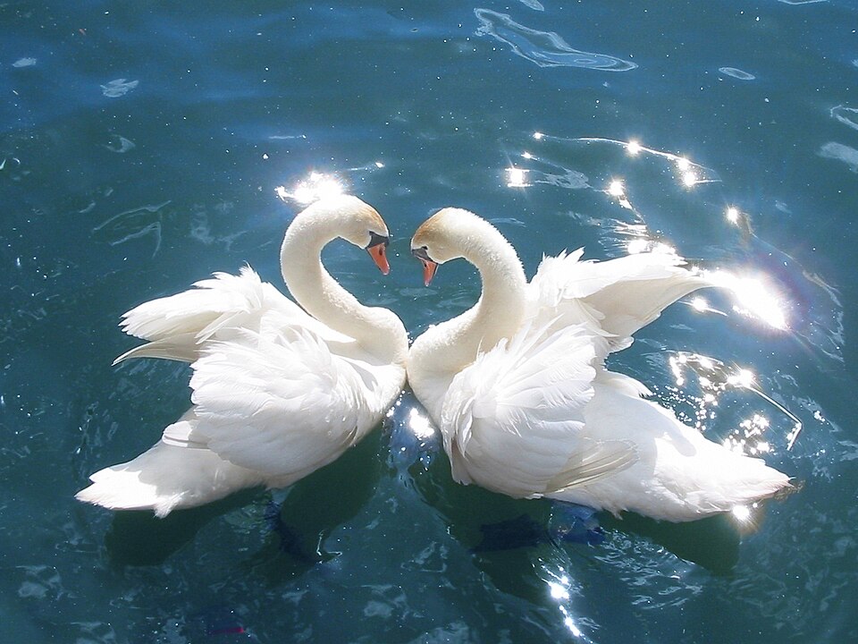 What Is a Group of Swans Called?