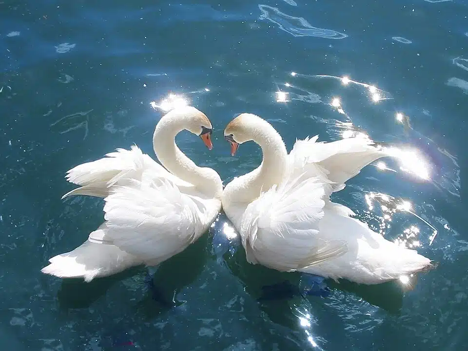 What Is a Group of Swans Called?