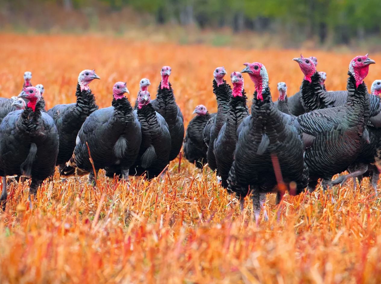 What Is a Group of Turkeys Called