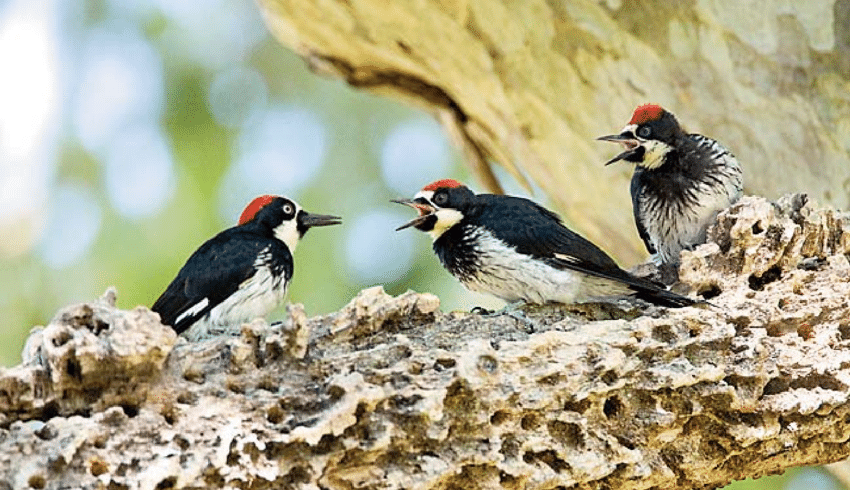 What Is a Group of Woodpeckers Called? The Fascinating Truth Revealed!