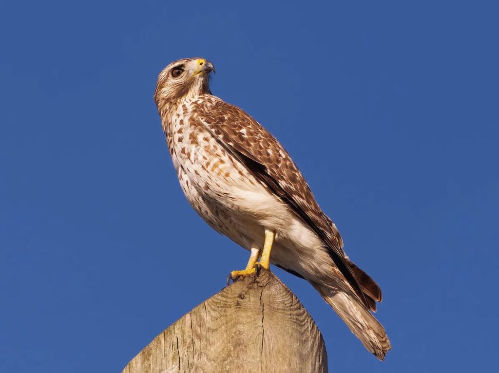 What Is a Juvenile Red-Tailed Hawk