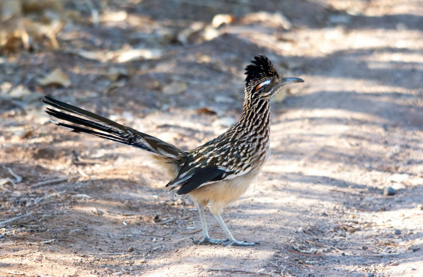 What Is a Roadrunner? Meet the Speedy Desert Bird That Eats Rattlesnakes!
