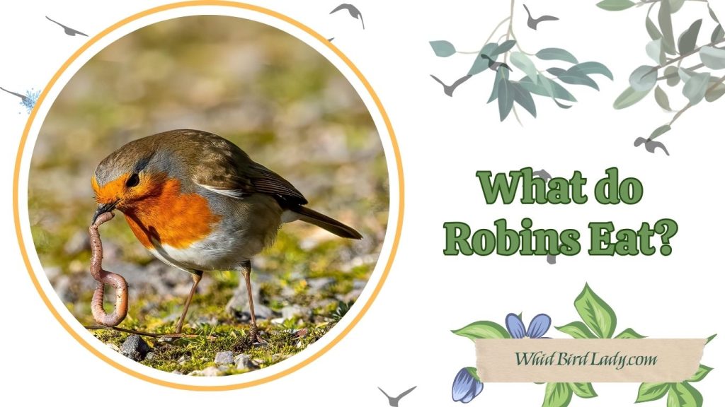 What do robins eat