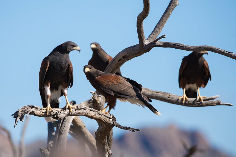 What Is a Group of Hawks Called? Discover the Unique Names for These Fierce Birds of Prey