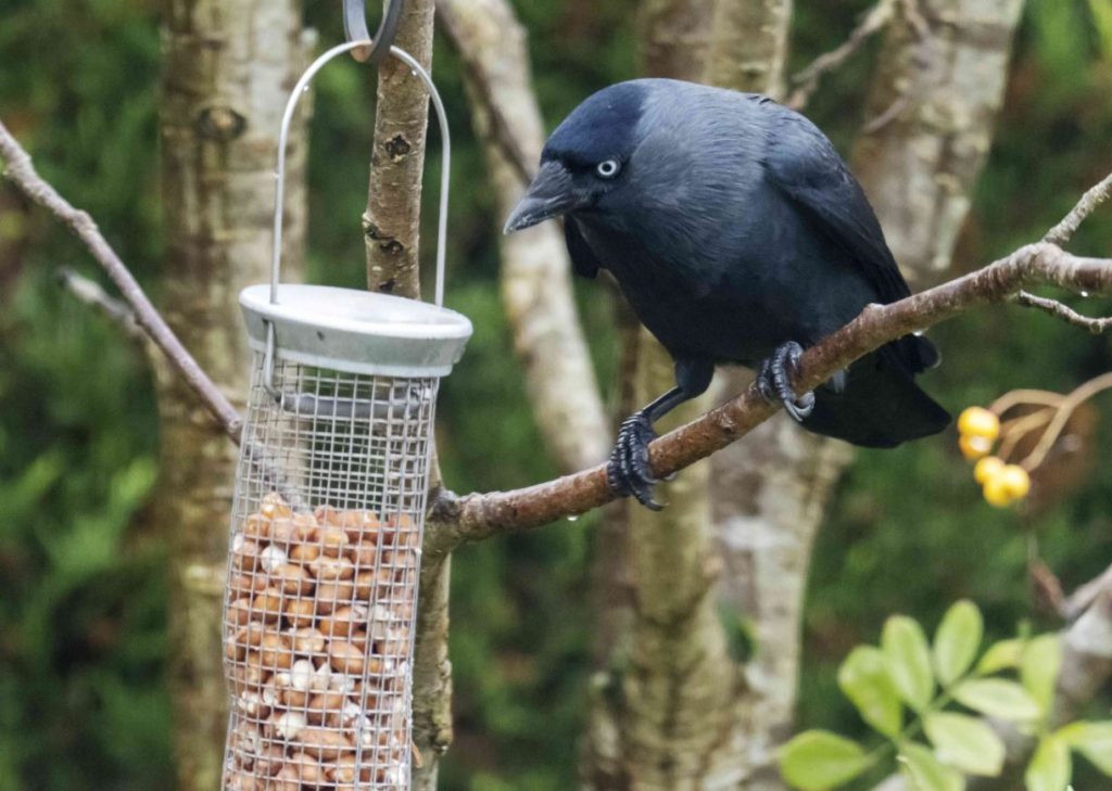 What to Feed Crows in Your Yard