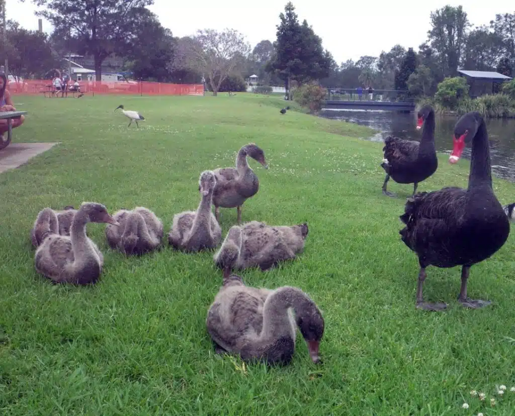 When Do Baby Swans Leave the Nest?