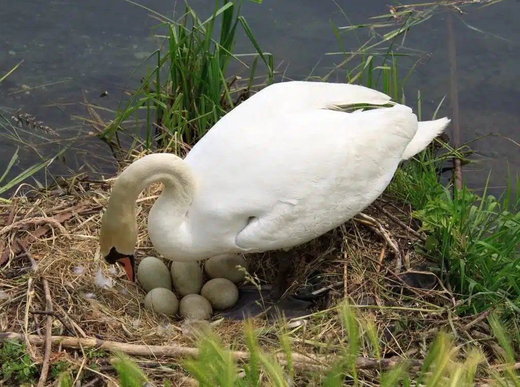 Where Are Baby Swans Born? Understanding the Nesting Process