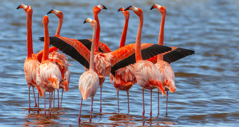 Where Do Flamingos Live