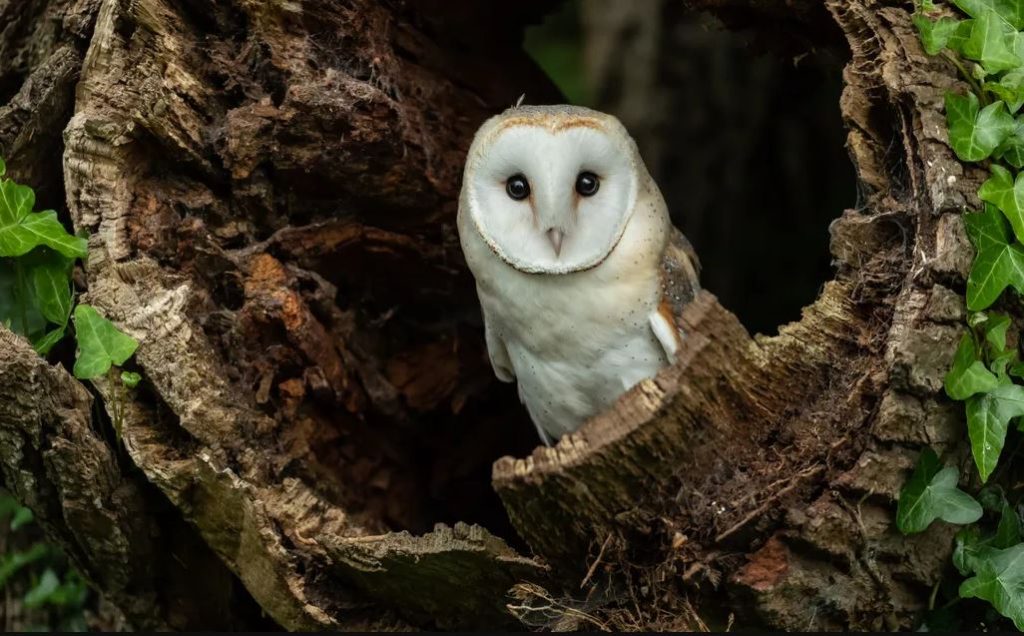 Where Do Owls Live Across Different Habitats