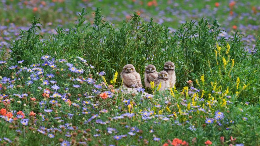Where Do Owls Live in Grasslands and Open Fields?
