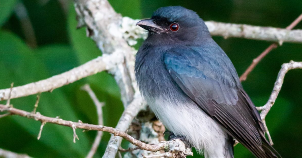 White-bellied Drongo - bird with white belly