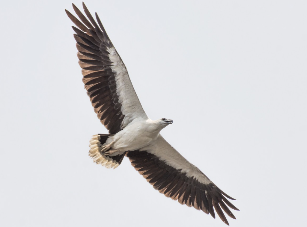 White-bellied Sea Eagle - Birds with White Bellies