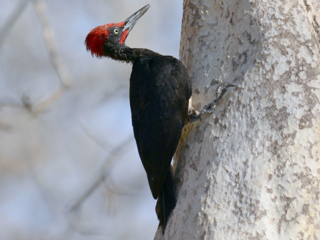 White-bellied Woodpecker - Birds with White Bellies