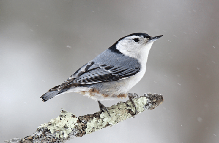 White-breasted Nuthatch