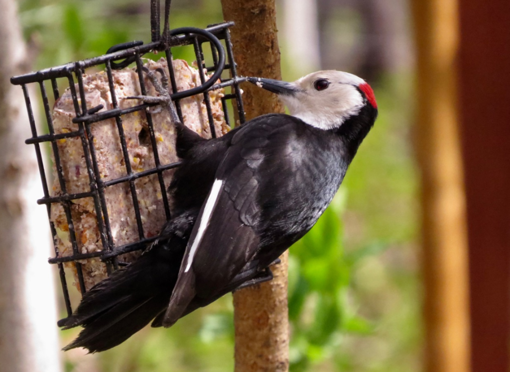 woodpecker Suet Feeder