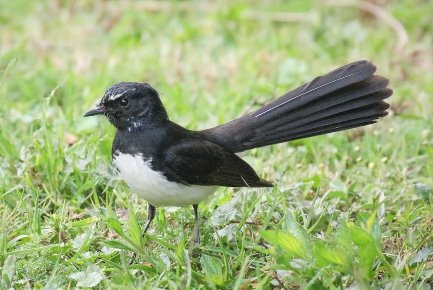 Willy Wagtail