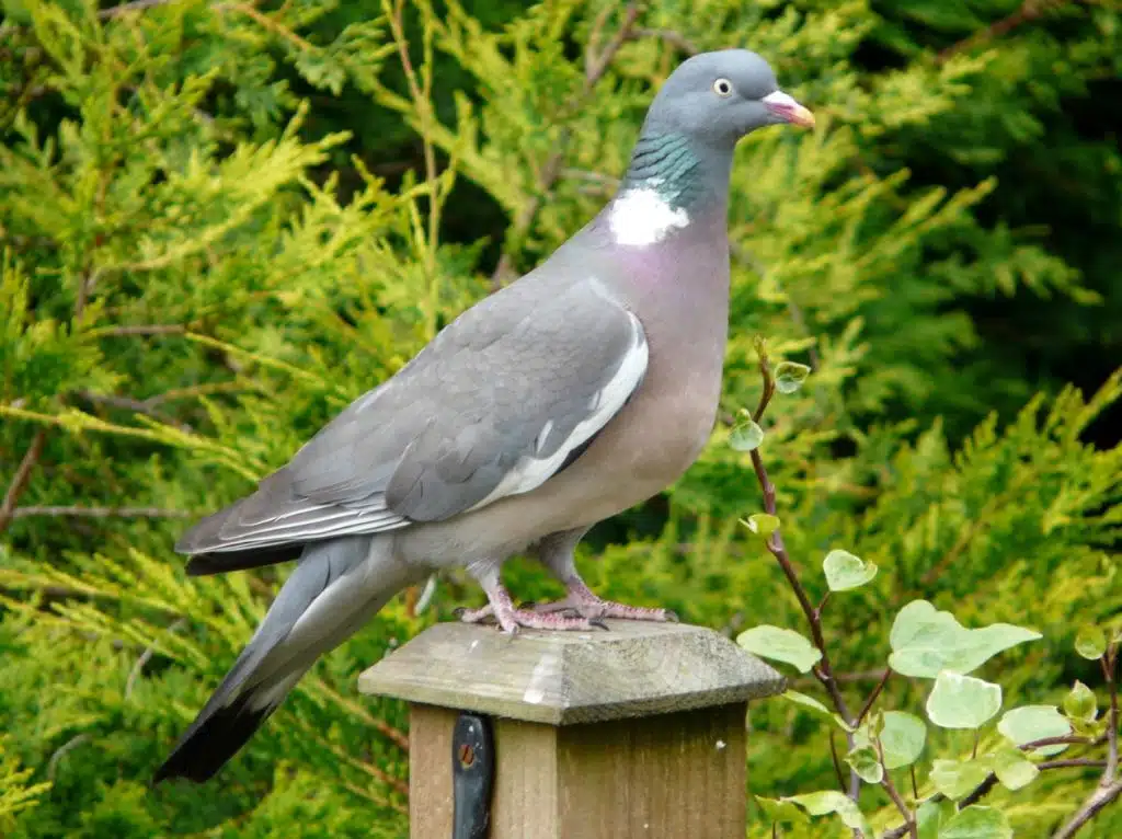 How Long Do Wood Pigeons Live?