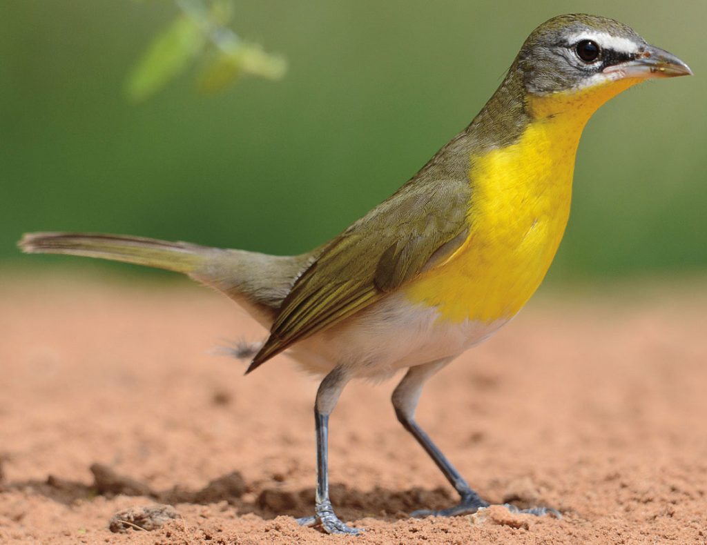 Yellow-breasted Chat (Female) - Yellow Birds in Arizona