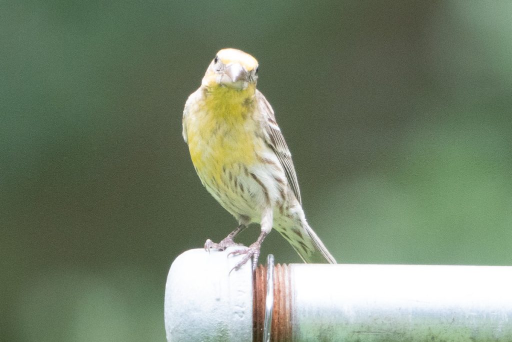 Goldfinch and Yellow Finch