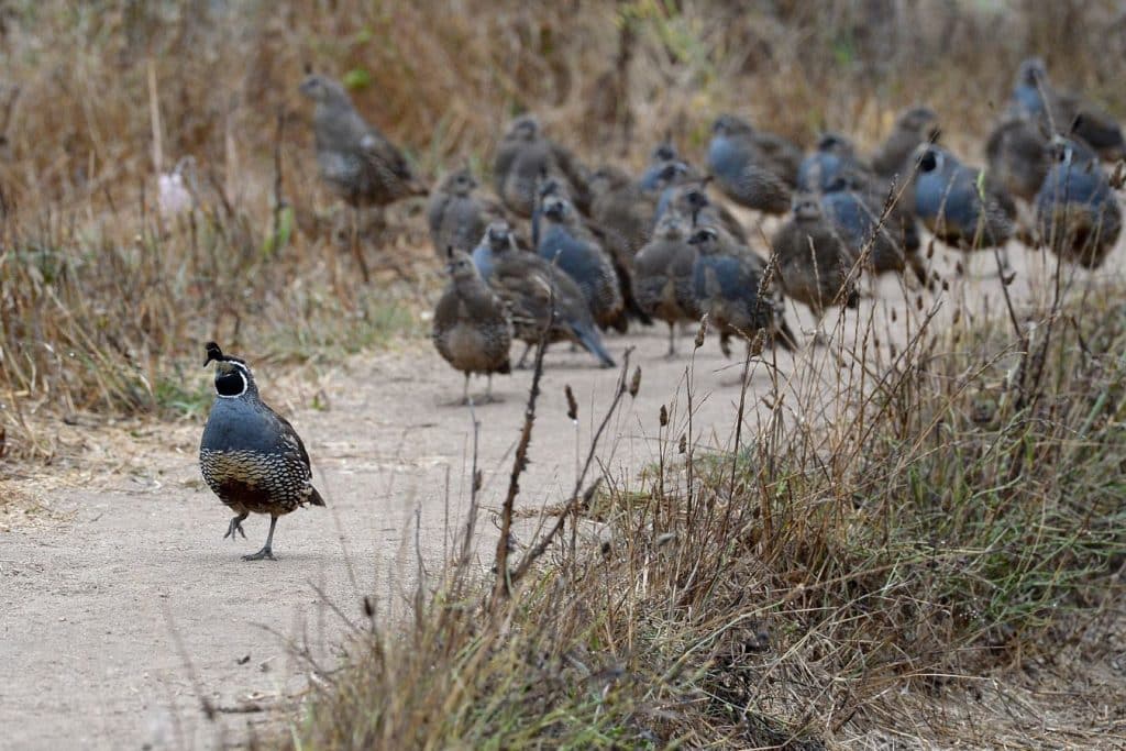 What Is a Group of Quail Called?