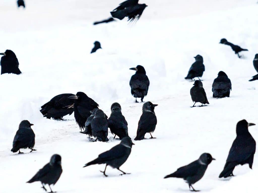 What Is a Group of Ravens Called? The Dark and Mysterious Truth Revealed!
