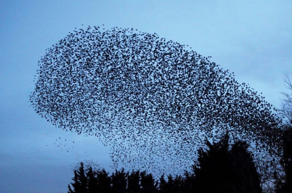 What Is a Group of Starlings Called?