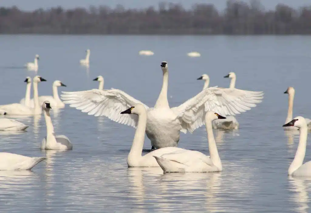 What Is a Group of Swans Called? (And Other Fascinating Swan Facts!)
