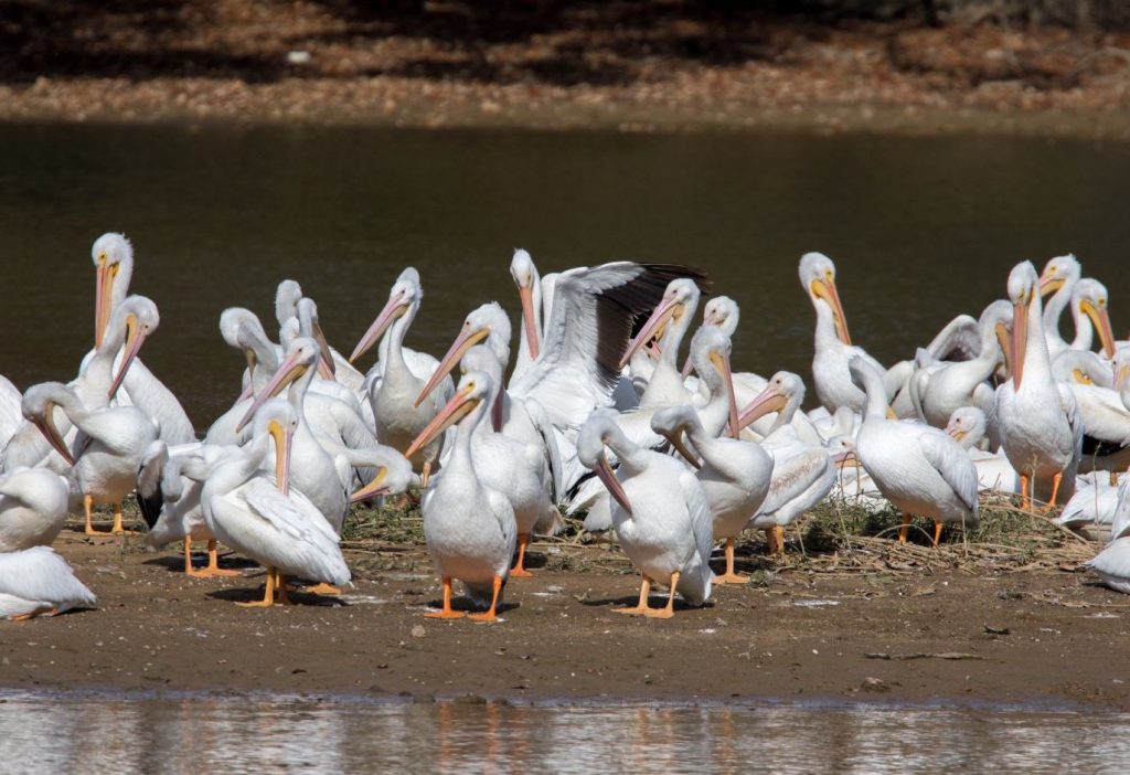 What Is a Group of Pelicans Called? The Surprising Name Behind These Coastal Giants