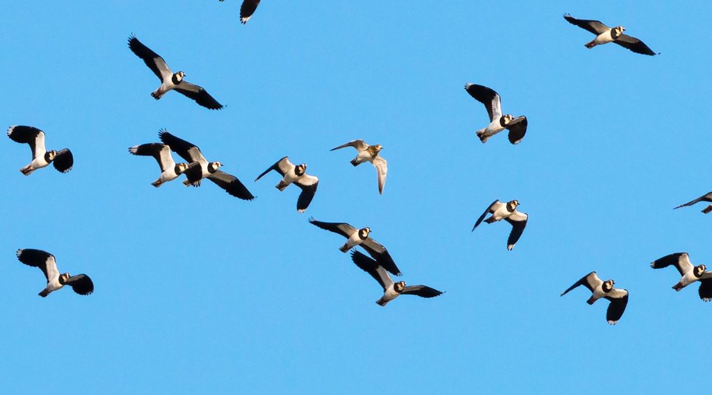 So, What Is a Group of Lapwings Called?