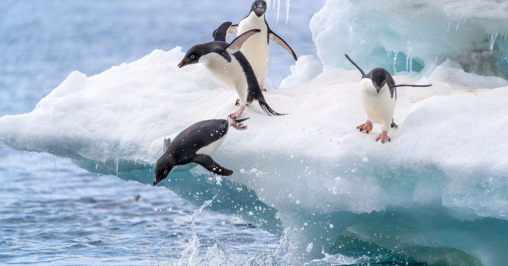 So, What Is a Group of Penguins Called?