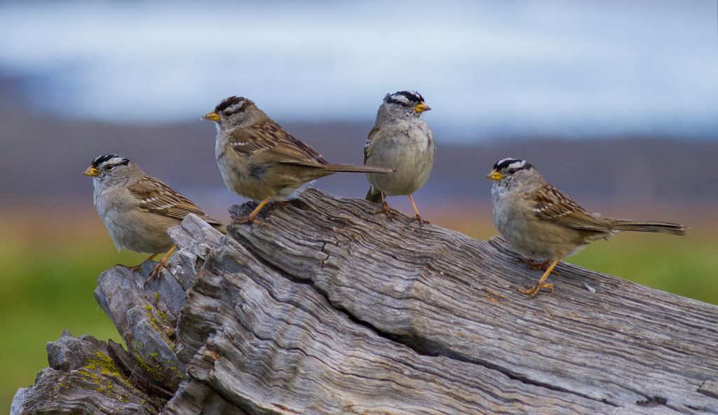 What Is a Group of Sparrows Called?