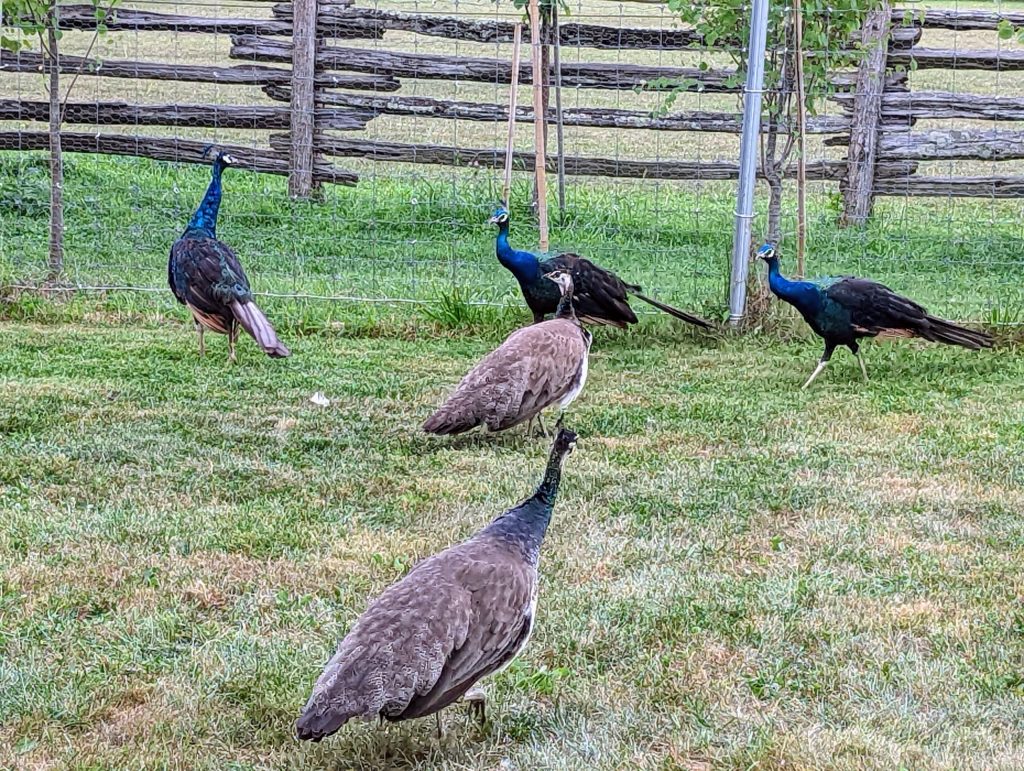 What Is a Group of Peacocks Called?