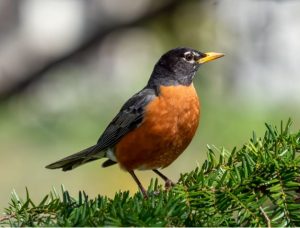 how long do american robin live