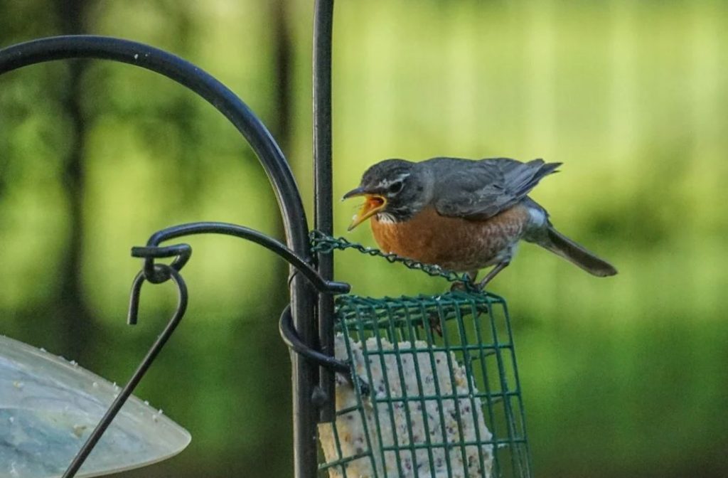 How to Make Your Garden Robin-Friendly