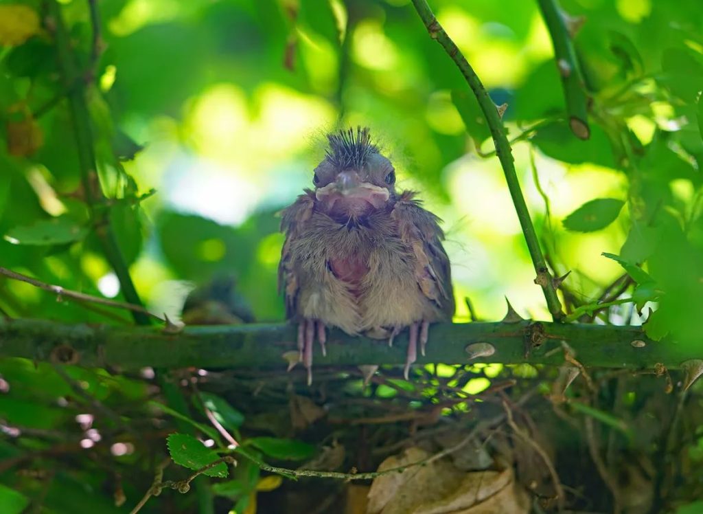 Cardinals Fledgling 