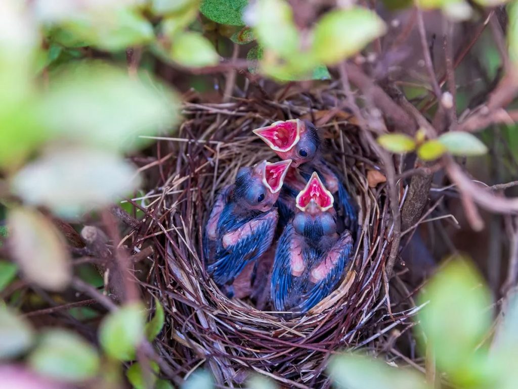 Baby Cardinal nest