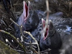 Baby Crows