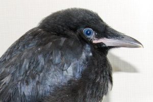 Baby Crows Have Blue Eyes