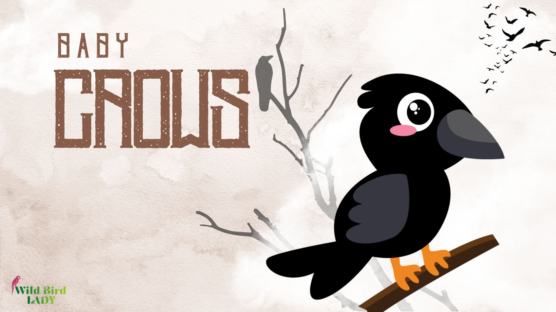 Baby crows guide