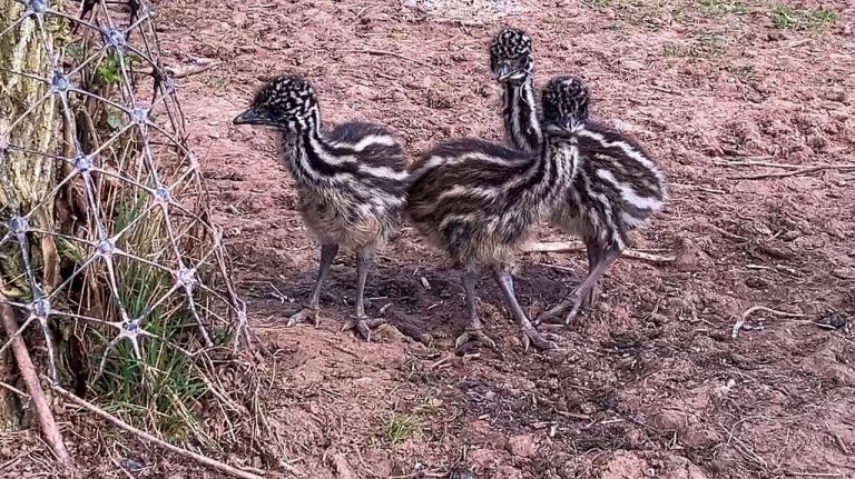 Baby Emu