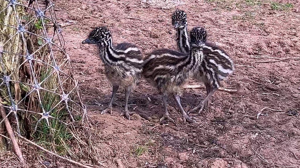 Baby Emu