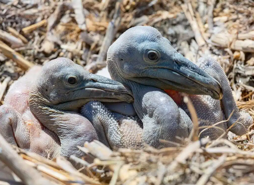 What Does a Baby Pelican Look Like?