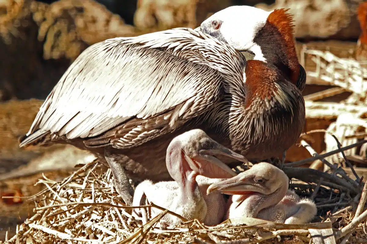 Baby Pelican fact