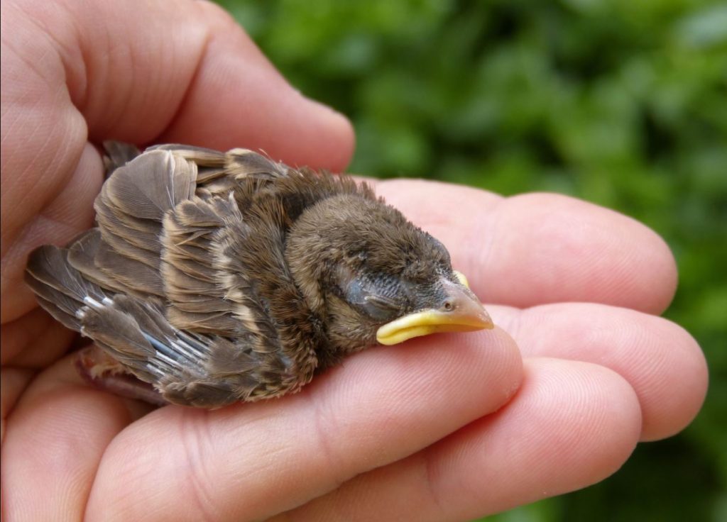 What Does a Baby Sparrow Look Like?