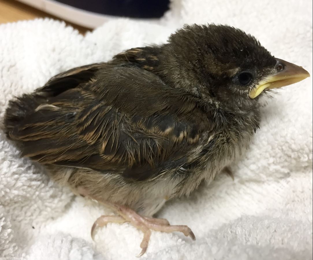 Baby Sparrow guide
